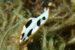 Pseudoceros scriptus