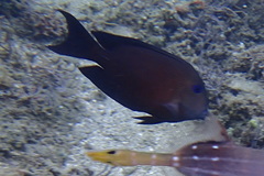 Ctenochaetus binotatus