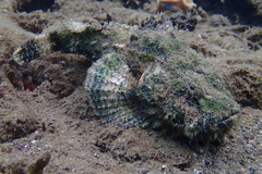 Scorpaenopsis diabolus