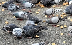 Columba livia domestica