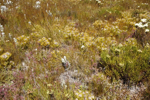 Image of Tetraria flexuosa by (c) Tony Rebelo, some rights reserved (CC BY-SA)