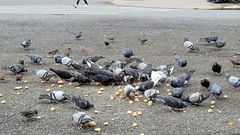 Columba livia domestica