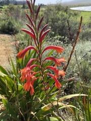 Watsonia tabularis