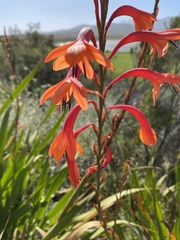 Watsonia tabularis