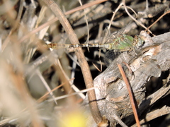 Erpetogomphus crotalinus