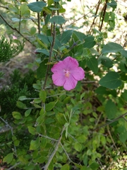 Pavonia lasiopetala