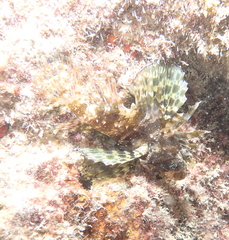 Dendrochirus barberi