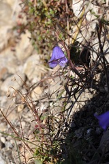 Campanula cochleariifolia