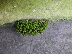 Schistidium crassipilum