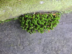 Schistidium crassipilum