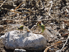 Erpetogomphus crotalinus