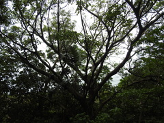 Ficus polita