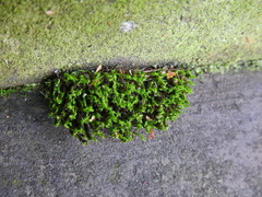 Schistidium crassipilum