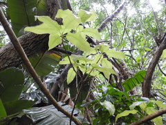 Ficus ingens