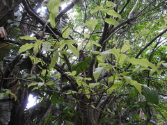 Ficus ingens