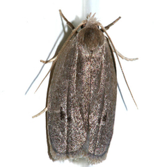 Antaeotricha osseella