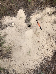 Peromyscus polionotus