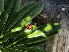 Harmonia axyridis