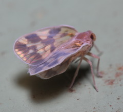 Borysthenes emarginatus