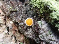 Parachnopeziza miniopsis