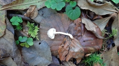 Leucoagaricus melanotrichus