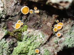 Parachnopeziza miniopsis