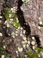 Parachnopeziza miniopsis