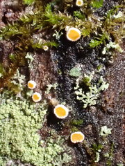 Parachnopeziza miniopsis