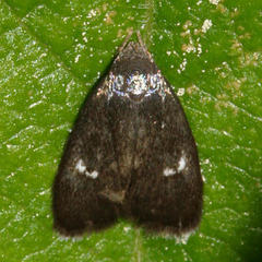 Menesta tortriciformella