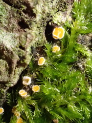 Parachnopeziza miniopsis