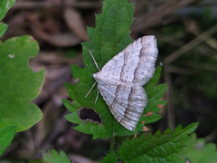 Perizoma parallelolineatum