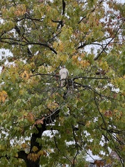 Buteo jamaicensis