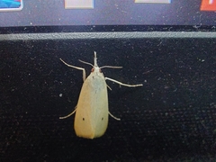Scirpophaga incertulas