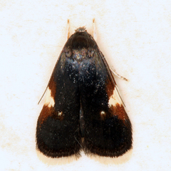 Menesta melanella