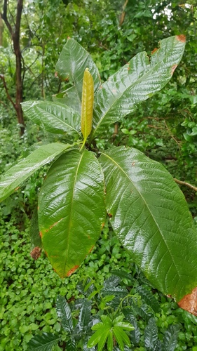 Triplaris americana