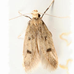 Carolana ascriptella