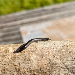Tachypodoiulus niger