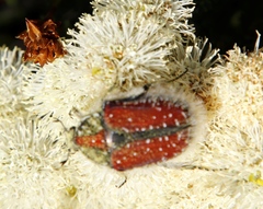 Trichostetha capensis capensis