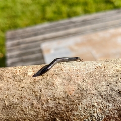 Tachypodoiulus niger