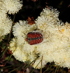 Trichostetha capensis capensis