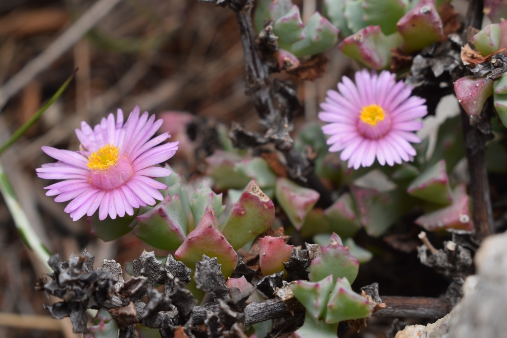 Mesembryanthemum muricatum Haw. 3