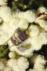 Trichostetha capensis capensis