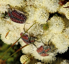 Trichostetha capensis capensis