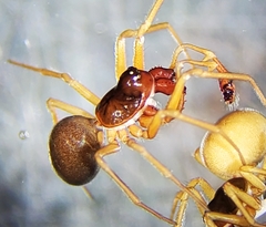 Erigone aletris