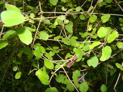 Coprosma rotundifolia