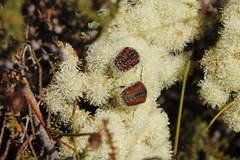 Trichostetha capensis capensis