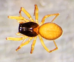 Erigone aletris