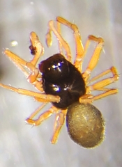 Erigone aletris