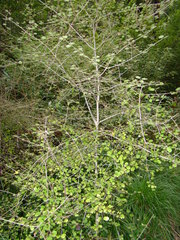 Coprosma rotundifolia