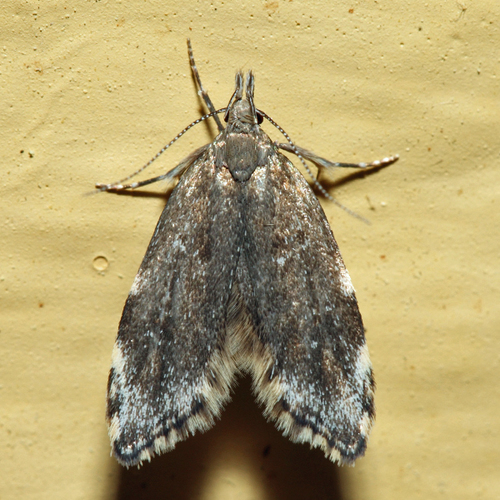 Three-spotted Concealer